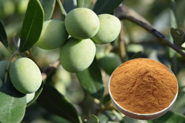 Extrato de folha de oliveira Oleuropeína Hidroxitirosol Matérias-primas cosméticas