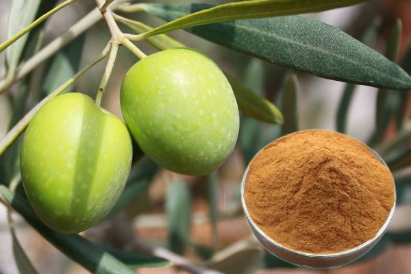 Екстракт листя оливи Догляд за шкірою та протизапальні засоби Косметична сировина