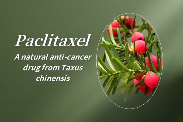 Paclitaxel, druga frith-ailse nádúrtha ó Taxus chinensis