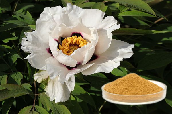 Paeonia albiflora extract paeoniflorin 50% bahan baku kimia saben dina kosmetik