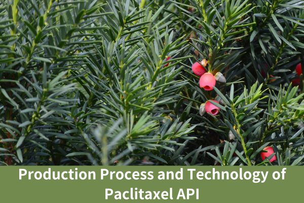 Paclitaxel API өндүрүш процесси жана технологиясы