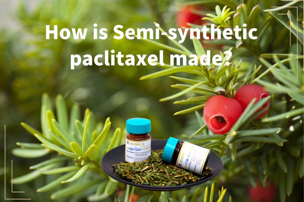 Hoe wordt semi-synthetisch paclitaxel gemaakt?