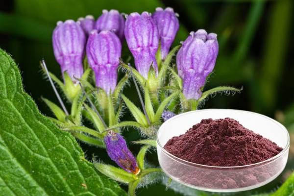 100% Lithospermum Nádúrtha Erythrorhizon Sliocht Purple Gromwell Root Púdar Shikonin CAS 517-89-5