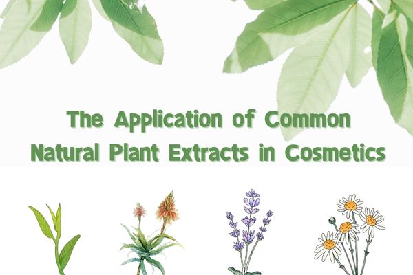 L'applicazione di l'estratti vegetali naturali cumuni in i Cosmetici
