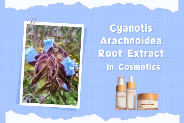 Het effect van Cyanotis Arachnoidea-wortelextract in cosmetica