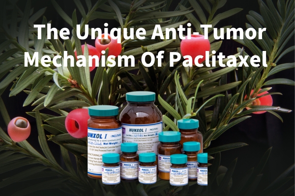 O mecanismo antitumoral único do paclitaxel