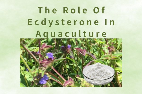 El paper de l'ecdysterona en l'aqüicultura