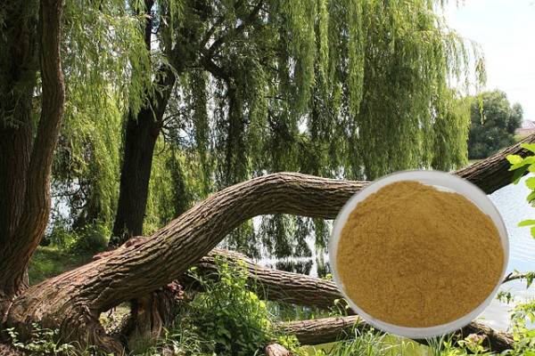 Ekstrak Kulit Pohon Willow Salicin Asam salisilat Bahan baku kosmetik tumbuhan