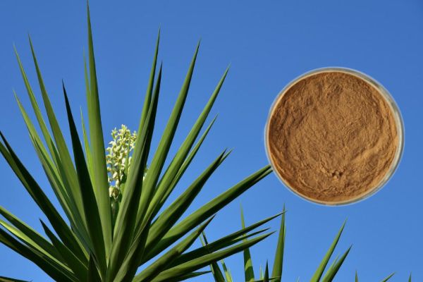 Yuccaextrakt Yuccasaponin 30% – 60% kosmetiska råvaror