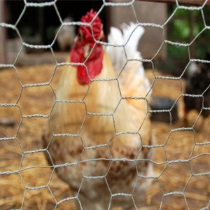 Høykvalitets 1-tommers galvanisert sekskantet trådnett for kyllingetråd