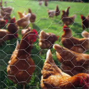 Забор для защиты животных из шестиугольной сетки
