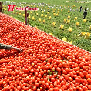 Fabricante de tomate concentrado 2200 g de pasta de tomate a granel e concentrado personalizado de pasta de tomate enlatada