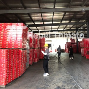 Tomatenpastenfabrik Tomatenkonserven Tomatenmark in verschiedenen Größen von einem beliebten Lieferanten