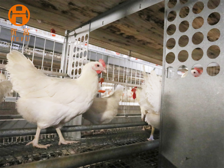Chinese homegrown poultry variety breaks decades-long monopoly by developed countries   - Global Times