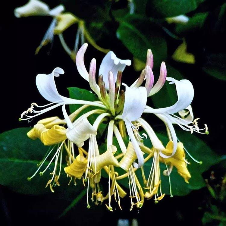 Honeysuckle-flower