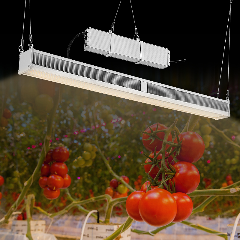 Perché gli appassionati di piantagioni indoor hanno bisogno di luci di coltivazione a LED?