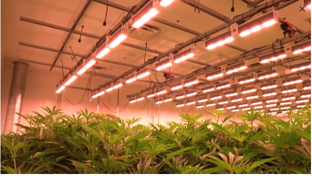 Komercijalni uzgajivači kanabisa povećavaju količinu kanabinoida za 10% koristeći najbolja svjetla za uzgoj kanabisa