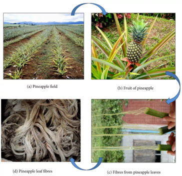【 Inovativní technologie 】 Z ananasových listů lze vyrobit jednorázové biologicky odbouratelné masky