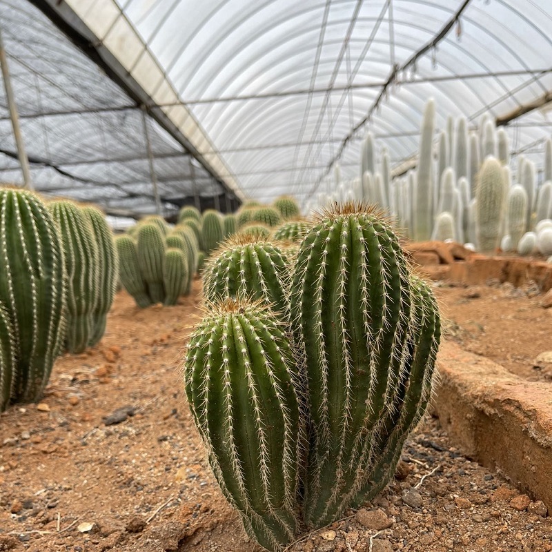 ogologo cactus ọla edo saguaro