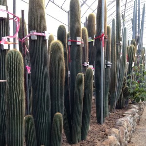 kiʻekiʻe cactus gula saguaro