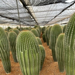 großer Kaktus goldener Saguaro