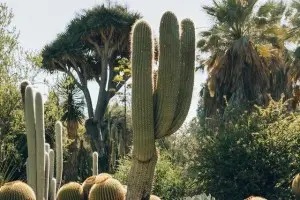 Nach einer Megadürre für mehr als ein Jahrzehnt war Santiago, Chile, gezwungen, eine Wüstenpflanzenumgebung zu eröffnen.