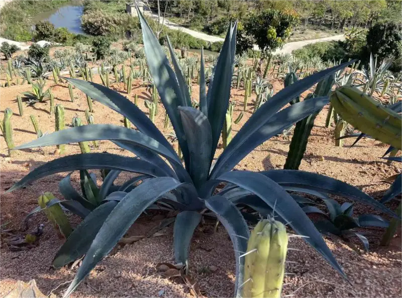 How to trim an agave plant