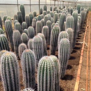 Borongan Cina 146cm High Ukuran badag Potted Plant Kaktus