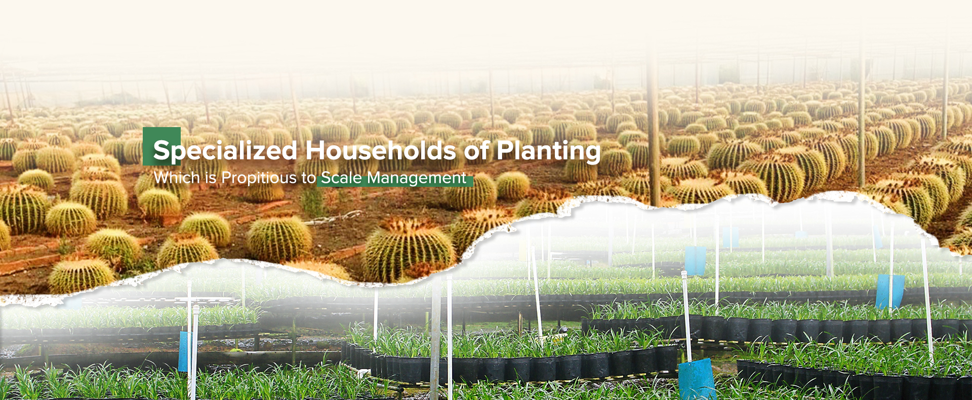 Specialized households of planting with is propitious to sale management