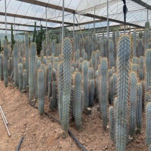 Stručně popište vlastnosti pouštních rostlin