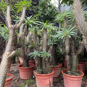 Duży kaktusowy żywy Pachypodium lamerei
