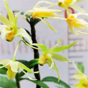 Orkide Kreş Dendrobium Officinale