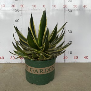 How to grow agave