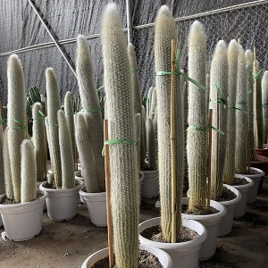 Kumaha carana nyegah kaktus ruksak akar jeung batang