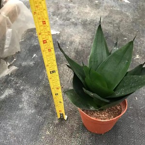 Μικρού μεγέθους Sansevieria Surperba Black Kingkong China Άμεση Προμήθεια