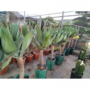 Agave attenuata Fox Muswe Agave