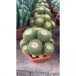 Yello cactus parodia schumanniana amidy
