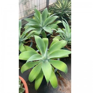Agave attenuata Fox Tail Agave