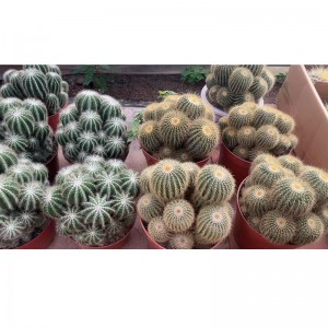 Yello cactus parodia schumanniana for sale