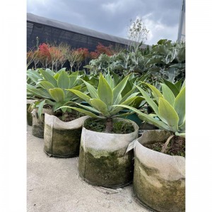 Agave attenuata Fox Tail Agave
