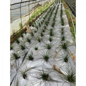 Agave et Related Plantae For Sale