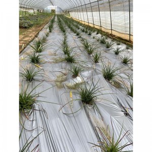 Agave lan Related Tanduran For Sale