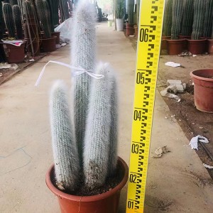 Professional China Euphorbia Live Cactus Nursery Variegated Live Plant