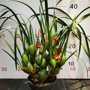 Bau Orchid-Maxillaria Tenuifolia