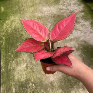 အလှဆင်အပင် Aglaonema တရုတ်အနီရောင်