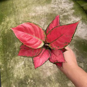 نبات الزينة اجلونيما الصيني الأحمر