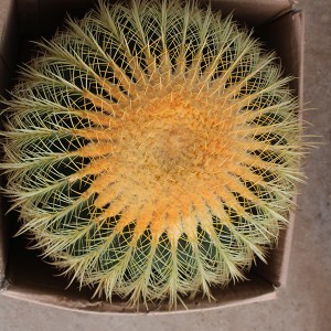 NurseryNature Kaktus Echinocactus Grusonii