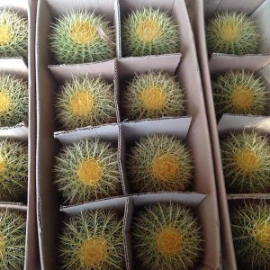 Bolalar bog'chasi Tabiat kaktuslari Echinocactus Grusonii