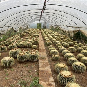 PlantskolaNature Cactus Echinocactus Grusonii