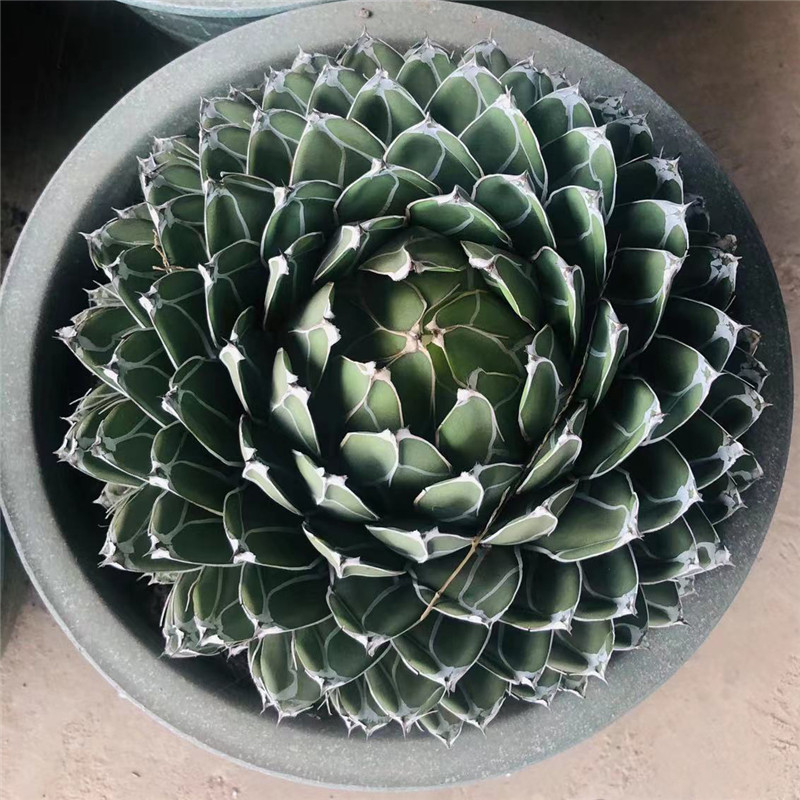 Sjælden levende plante Royal Agave Udvalgt billede